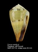Conus vexillum (2)